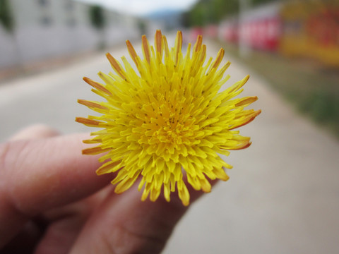 小黄花