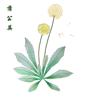 手绘水彩花卉花草蒲公英