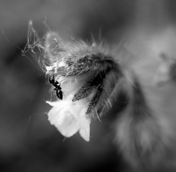 黑白蚂蚁花朵微距