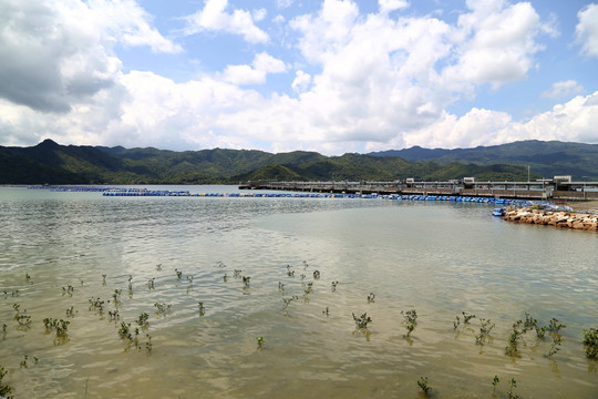 沙头角 河面 分界