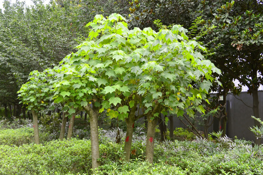 木芙蓉植株 园林绿化树