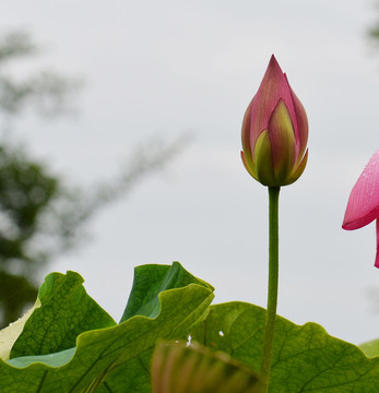 荷花 花蕊 特写