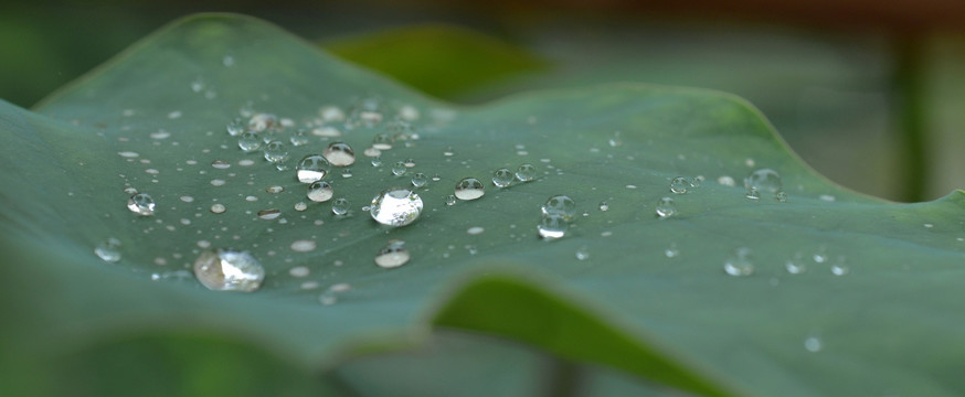 荷叶 水珠