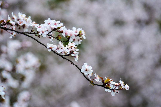 白色樱花