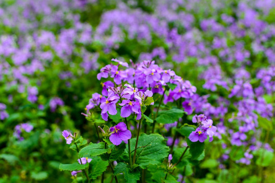 紫色蝴蝶花