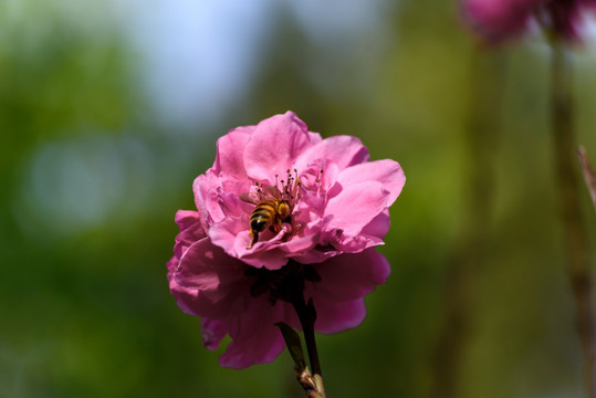 碧桃花