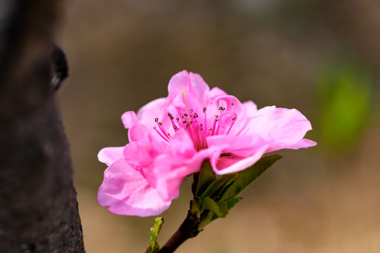 碧桃花