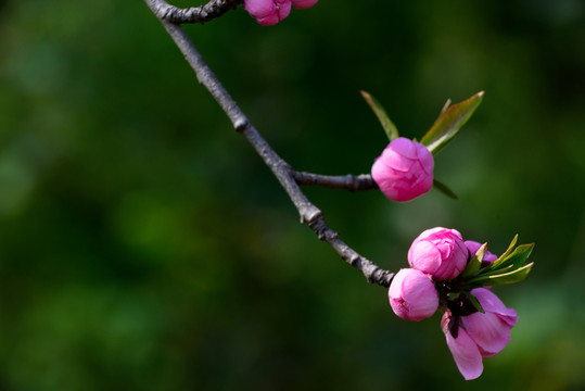 碧桃花