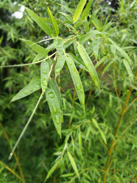 竹叶雨珠