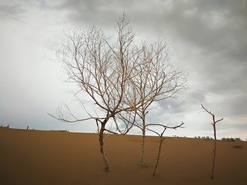 中国第七大沙漠库布其沙漠