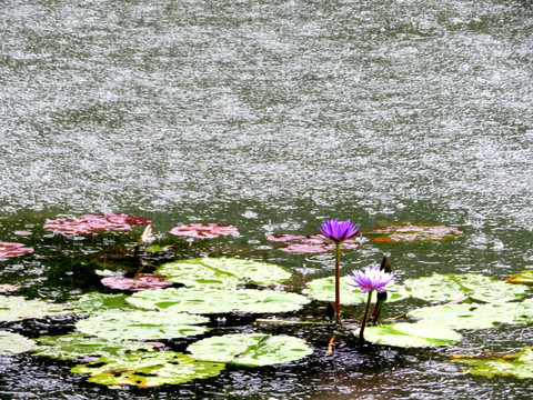 雨中莲花