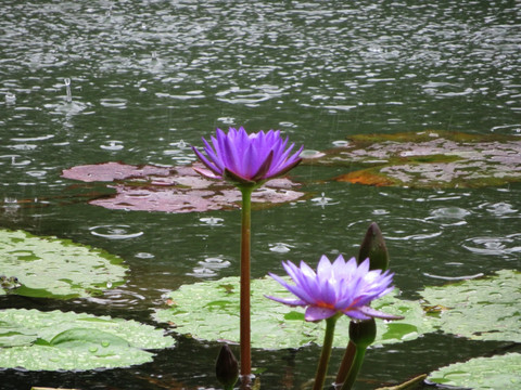 雨中莲花