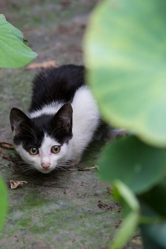 狸花猫小野猫