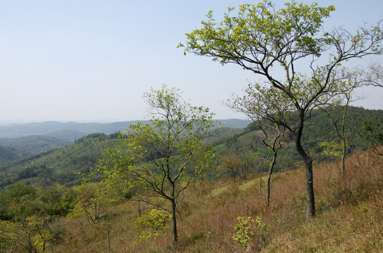 山岗上的小树