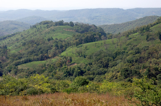 丘陵茶山