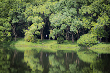 油画森林