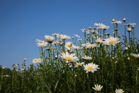 雏菊