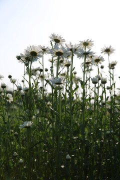 雏菊