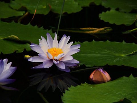 睡莲 水生植物 背景 插图