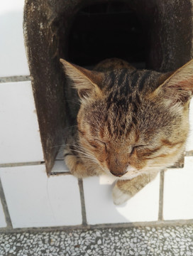 狸花猫 狗洞 瞌睡