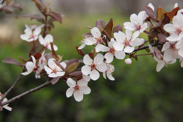 花儿