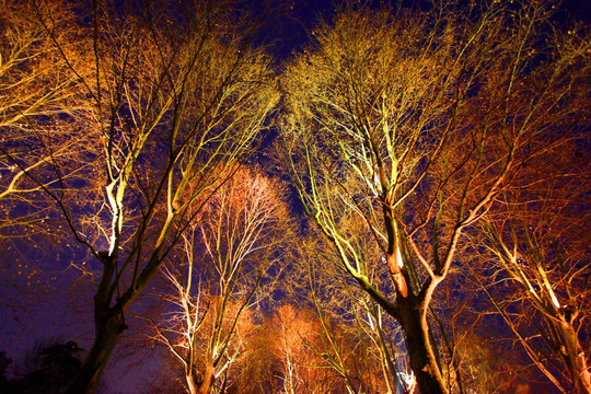 西湖 西湖夜景 树木