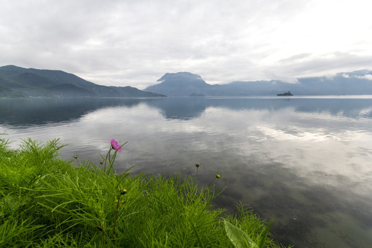 泸沽湖格桑花