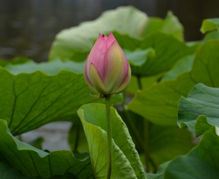 荷花 花苞