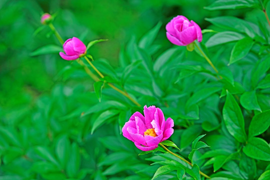 芍药 芍药花