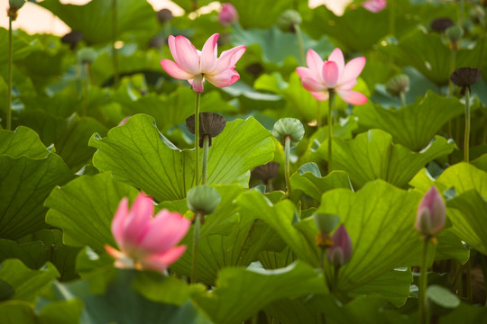 黄昏中的荷花