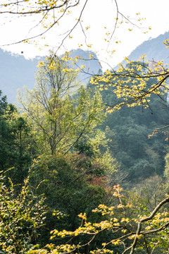 龙湾潭山景