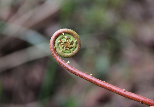 蕨类植物