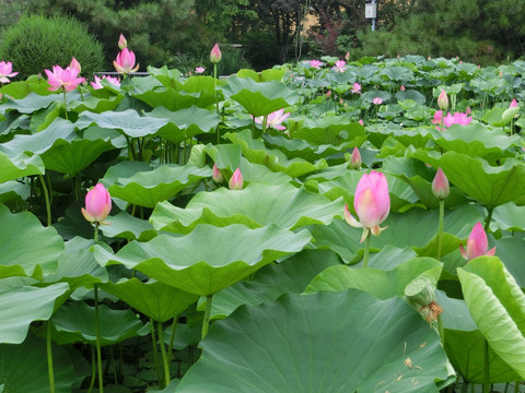 荷花 荷塘