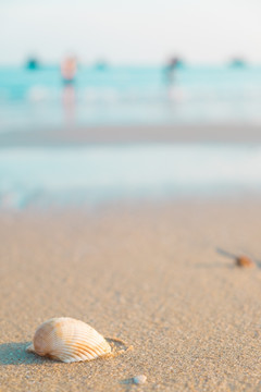 海滩贝壳
