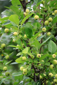 沙果  小苹果