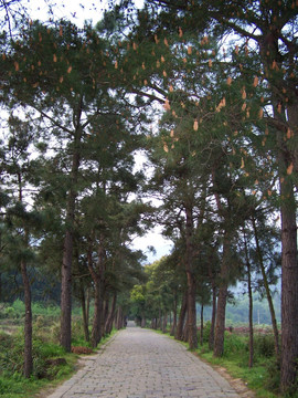 天童寺 林荫道