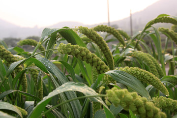 有机小米 小米种植园