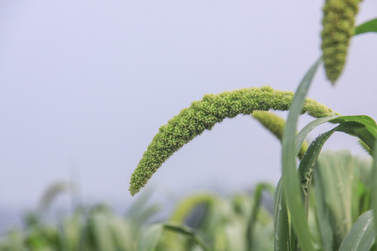 谷穗  谷子 小米