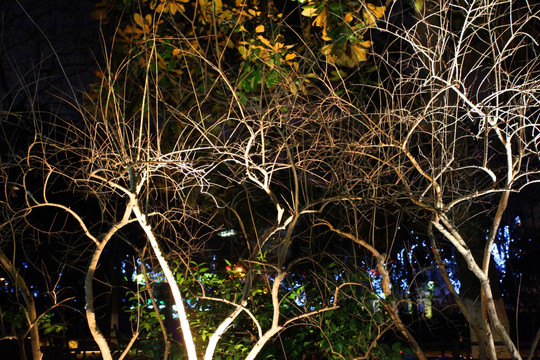 西湖 西湖夜景 树木