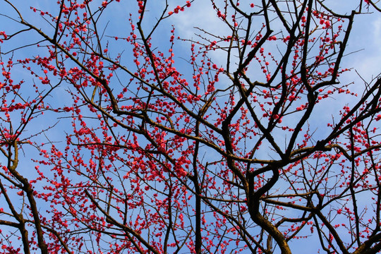 梅花 早春 绽放 红梅 花开