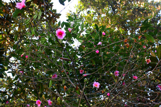 杭州 风光 山茶花