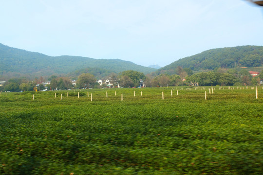 杭州 茶树