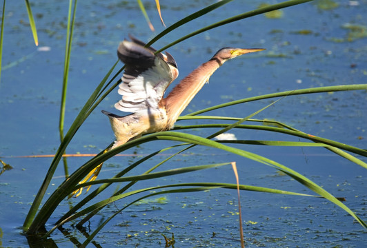 黄苇鳽