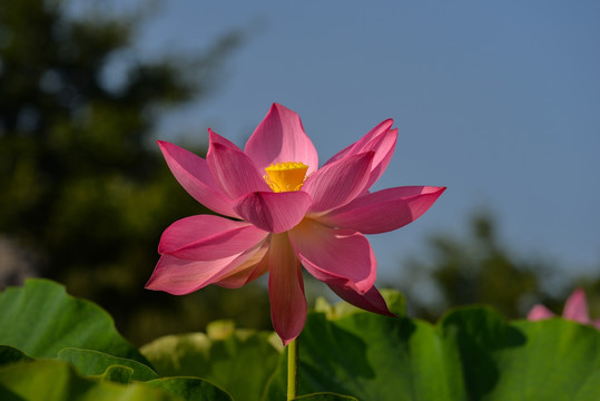 荷花 特写