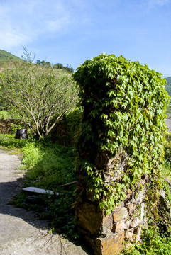 绿色 乡下 农村 植被 爬山虎