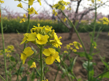 油菜花