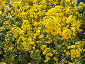 油菜花