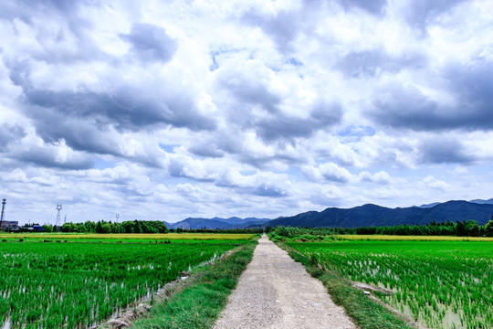 稻田道路