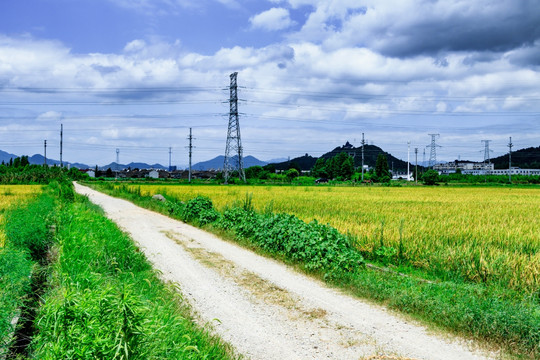 水稻田道路