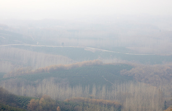 山区 林场 茶园 背景